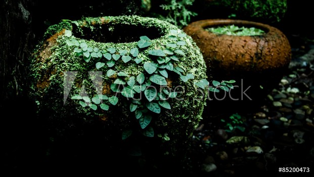 Picture of Fern and ivy on old earthenware jar